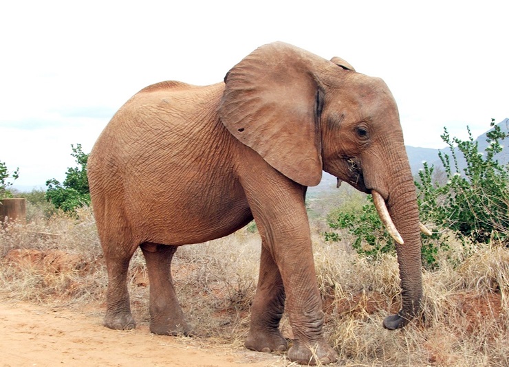 Reisen nach Kenia mit Tierbeobachtungen