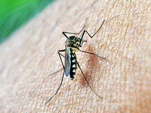 Ausbreitung des Zika-Virus in beliebten Reiseländern