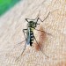 Ausbreitung des Zika-Virus in beliebten Reiseländern